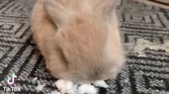 #cute #bunny #fyp #cute #babybunnies #rabbit #animal #pet #throwback #foryourpage | AnimalsA