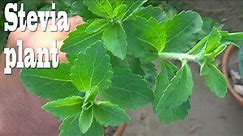 How To Grow and Care Stevia Plant at Home | Stevia Plant for Diabetes | A Herbal Plant