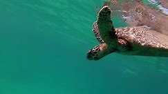 süße grüne Meeresschildkröte (Chelonia mydas)