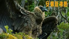 纪录片：安第斯神鹰，世界最大的鸟