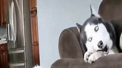 Funny moments with Husky dog 🤣🤣 #husky #huskysiberiano #huskylife #huskydog #huskylove #huskyfunnyvideos #huskysoftiktok #huskydogs