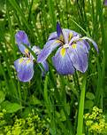 Bunga Iris Jepang