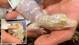 Touching video shows hatching of ultra-rare albino alligator in Florida