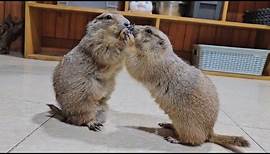 Prairie dogs are adorable and funny