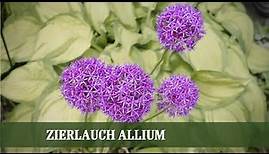 Allium Zierlauch - Ansprüche, Sorten und Pflege