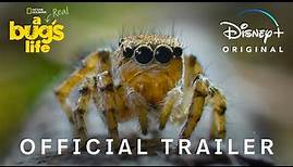 A Real Bug’s Life | Official Trailer | National Geographic