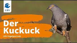 Der Kuckuck (Cuculus canorus) - Steckbrief mit Gesang. Vogelarten kennen lernen mit den Experten!