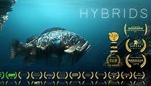 Hybrids - Film