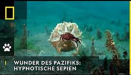 WUNDER DES PAZIFIKS: Hypnotische Sepien auf Krabbenjagd | National Geographic