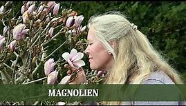 Magnolien - Alles über Sorten, Ansprüche und Pflege