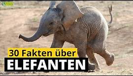 30 Steckbrief-Fakten über Elefanten - Doku-Wissen über Tiere - für Kinder