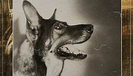 The story of Rin Tin Tin: the four-legged star of Hollywood