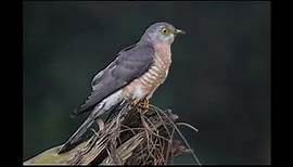 Common hawk-cuckoo || Description and Facts!
