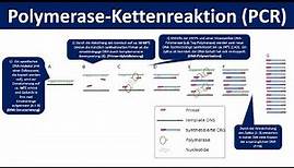 Polymerase-Kettenreaktion (PCR) - Ein Verfahren zur Vervielfältigung von DNA [Biologie, Oberstufe]