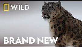 Surviving Winter In The Wild | Wild Winter | National Geographic WILD UK