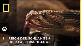 REICH DER SCHLANGEN - Die Klapperschlange | National Geographic
