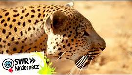 Leopard: Ein wilder Passagier | OLI´s Wilde Welt | SWR Kindernetz