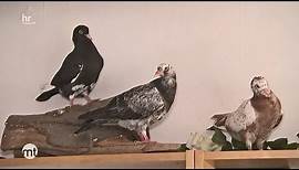 Wenn Tauben in der Wohnung leben | maintower