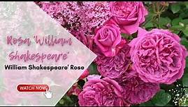 Rosa 'William Shakespeare' | 'William Shakespeare' Rose | English Roses