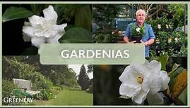 Popular Gardenia Varieties | The Greenery Garden & Home