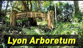 Lyon Arboretum Virtual Walk | Manoa Falls Trail | Oahu, Hawaii, USA 🌴 Hawaii Tour
