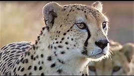 Best Cheetah Moments | Top 5 | BBC Earth