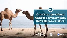 Camel Fact Sheet