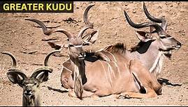 Greater Kudu: The Majestic Antelope of the African Savanna