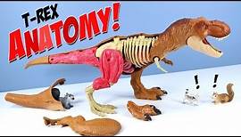 Jurassic World Tyrannosaurus Rex Anatomy Kit STEM Mattel