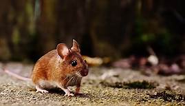 Mäusenest gefunden: das ist zu tun! Ratgeber für Wohnung & Garten