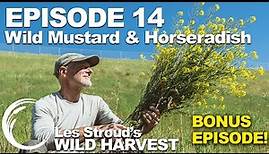 Wild Harvest | Season 2 | Episode 14 BONUS EP! | Wild Mustard & Horseradish