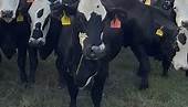 🔥🔥Super Black Baldy Bred... - Weiterman Cattle Sales