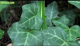 ⟹ English ivy | Hedera helix | Invasive Species