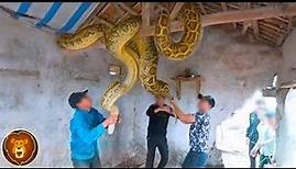 Die 12 größten Schlangen, die mit der Kamera aufgenommen wurden