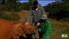 Traumatized Baby Elephants Find New Human Parents | Saving Africa's Giants with Yao Ming