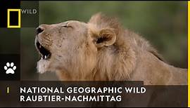 National Geographic WILD I Der neue Raubtier-Nachmittag und Abend