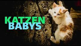 Katzenbabys (komplette Doku über Katzen | Natur Doku | Haustier Doku | junge Katzen aufziehen)