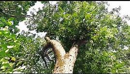 Mahogany Tree (Swietenia mahagoni)