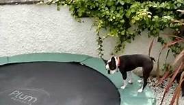 Boston Terrier bouncing on trampoline