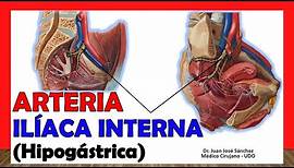 🥇 ARTERIA ILÍACA INTERNA, (Hipogástrica). ¡Anatomía Fácil y Sencilla"