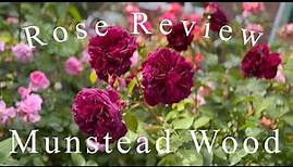 Rose Munstead Wood by David Austin Roses