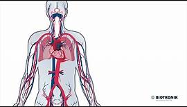 Aufbau und Funktion des Herz-Kreislauf-Systems