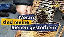 Imkern mit Pia Aumeier: Woran sind meine Bienen gestorben?