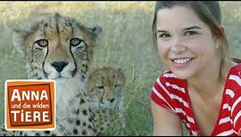 So jagt der Gepard | Reportage für Kinder | Anna und die wilden Tiere