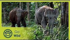 Borneos Pygmy Elephants - Go Wild