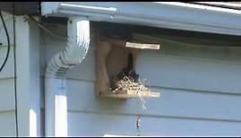 (Robin Bird House) A Nest Box For American Robins Doves Nesting Shelf