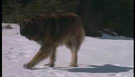 The call of the Wild: Dog of the Yukon