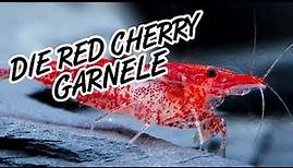 Red Fire Garnele oder auch Red Cherry Garnele