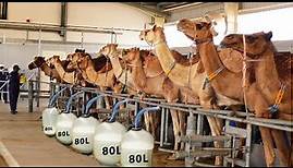 Automatic Camel Milking Technology - Modern Camel Farming - Amazing Camel Milk Product