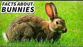 Bunny Facts: FUN FACTS about RABBITS 🐇 Animal Fact Files